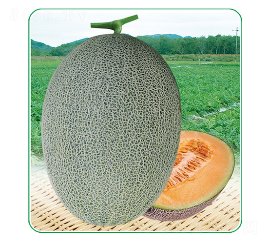 安泰蜜25-甜瓜種子-安泰達