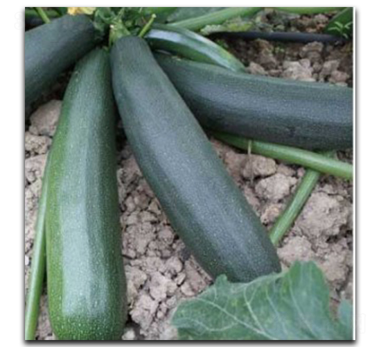 秀雅五號(hào)-西葫蘆種子-徽大農(nóng)業(yè)