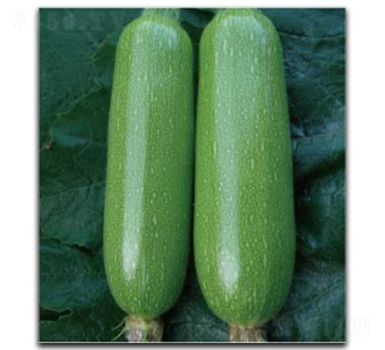 秀雅四號(hào)-西葫蘆種子-徽大農(nóng)業(yè)