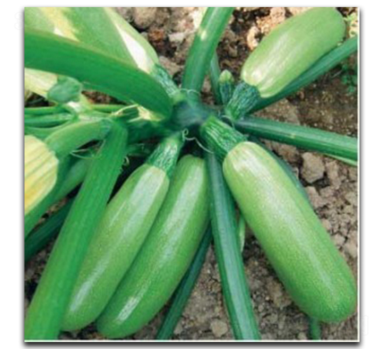 ������̖-�����J�N��-�մ��r�I