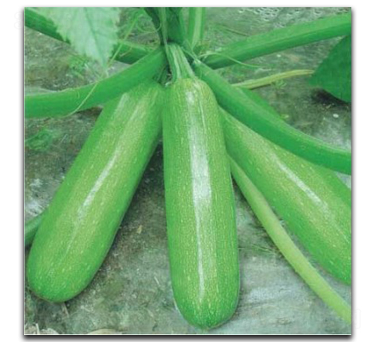 ����̫��-�����J�N��-�մ��r�I