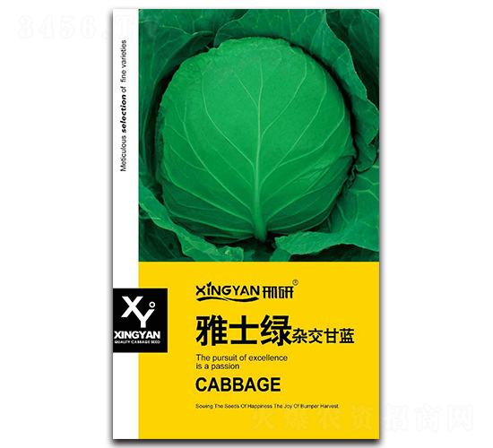 雅士綠-甘藍種子-邢研種業