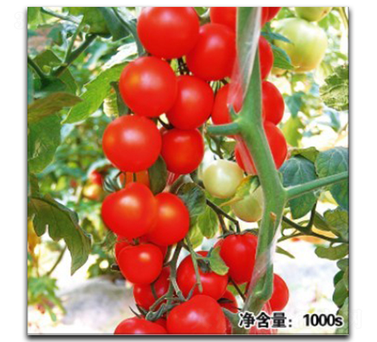 諾盾11048-番茄種子-徽大農業