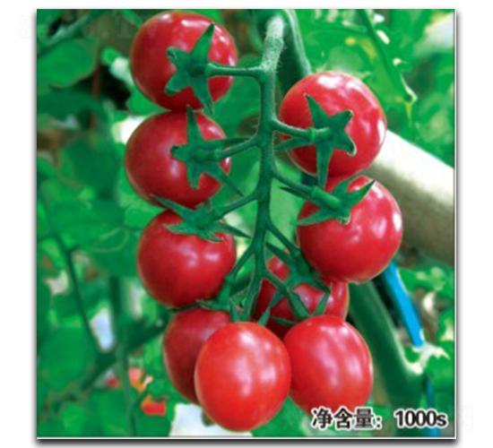 貴妃（HT11051）-番茄種子-徽大農業
