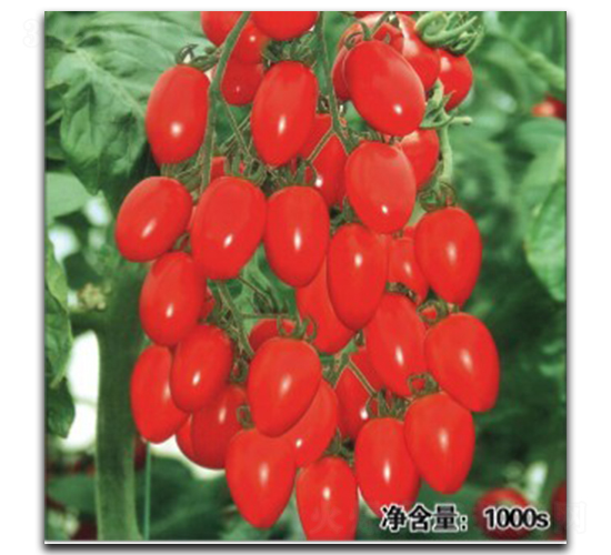 QQ紅鉆-番茄種子-徽大農業