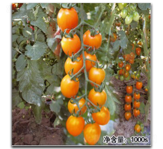 QQ黃鉆-番茄種子-徽大農業