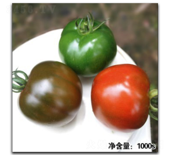 諾盾12044-番茄種子-徽大農業