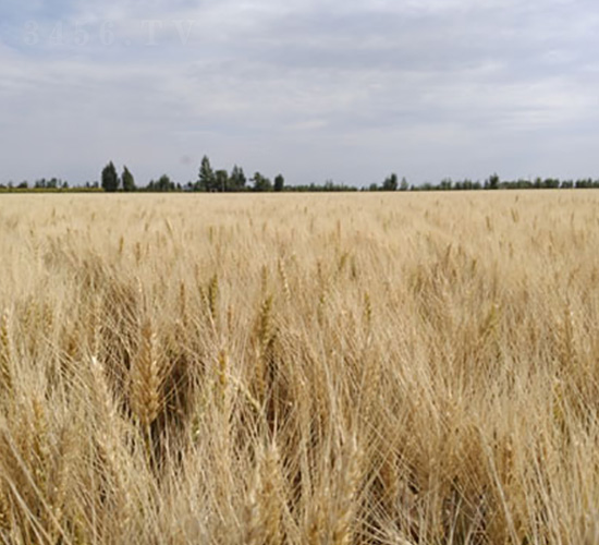 �´�43̖-С���N��-��ʥ�̷N�I