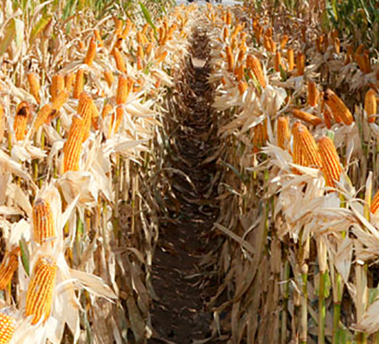 新玉40-玉米種子-九圣禾種業