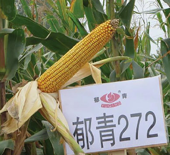 ����272-���׷N��-��ʥ�̷N�I(y��)