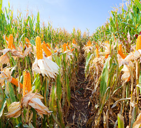 ����J03-���׷N��-��ʥ�̷N�I