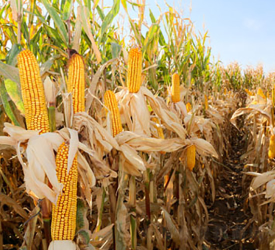 ����M03-���׷N��-��ʥ�̷N�I