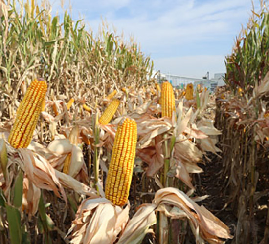 ��ʥ��2468-���׷N��-��ʥ�̷N�I