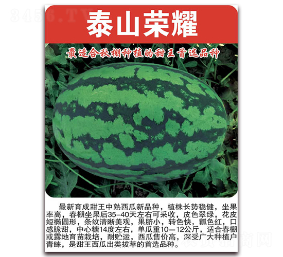 泰山榮耀-西瓜種子-美好種苗