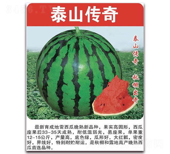 泰山傳奇-西瓜種子-美好種苗