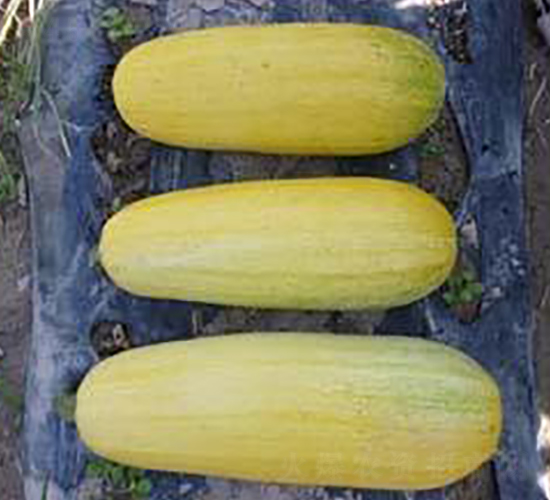 �S��699F1-���������J�N��-���i�N�I