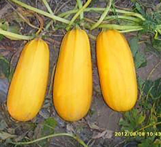 �S��P-08F1-���������J�N��-���i�N�I