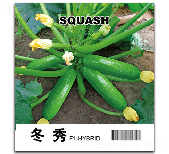 冬秀-菜用西葫蘆種子-金鵬種業