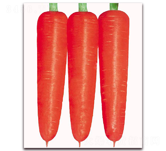 �����t��-���}���N��-�|������