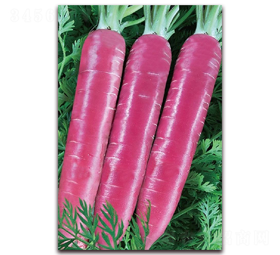 紫紅箭171-胡蘿卜種子-東方正大