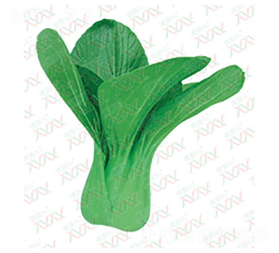 初綠江南青梗菜-青菜種子-微萌種業