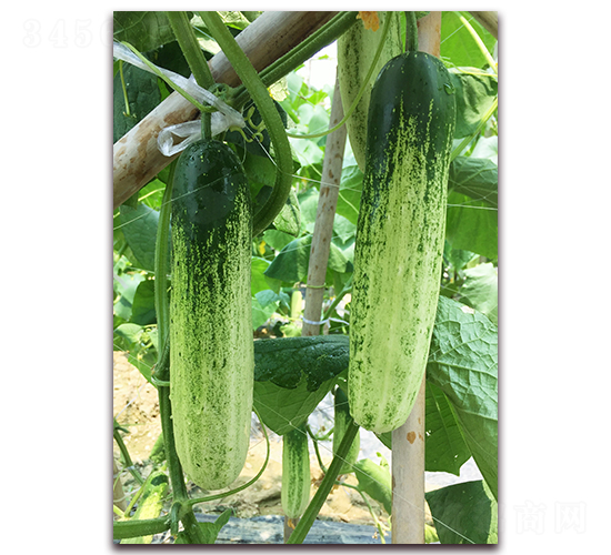 ������һ̖-�S�ϷN��-����N��