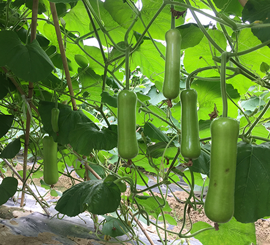 �G̫�ɶ�̖-�S�ϷN��-����N��