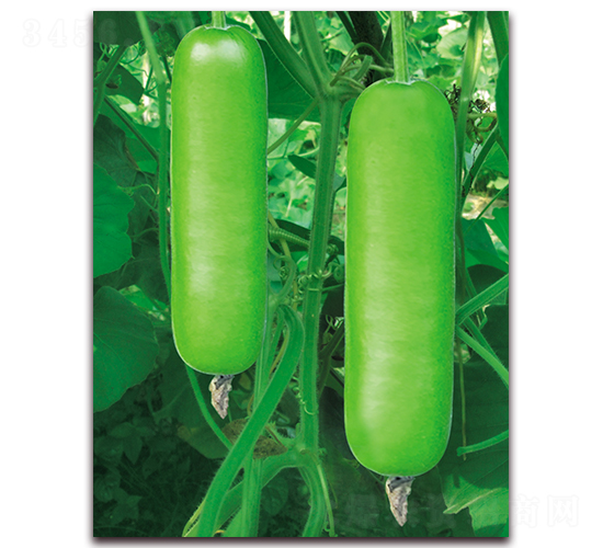 �G̩��1̖-�S�ϷN��-����N��