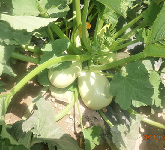 弘昌18號-西葫蘆種子-弘昌農業