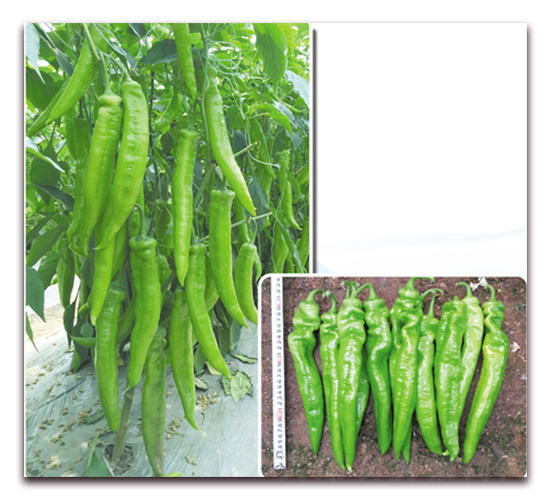 ̩��-�����N��-����N��