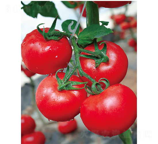 ������̖-���ѷN��-����