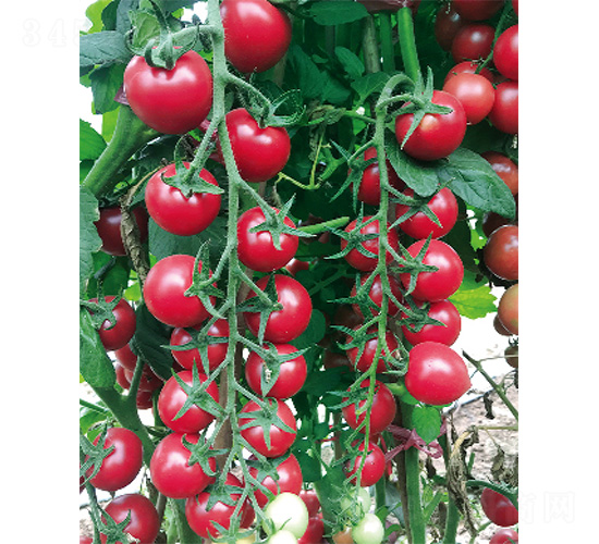 �����̖-���ѷN��-����