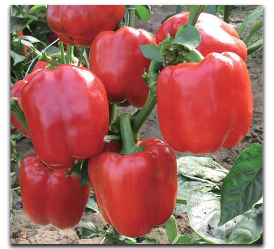 ���o��-�����N��-�����o�N��