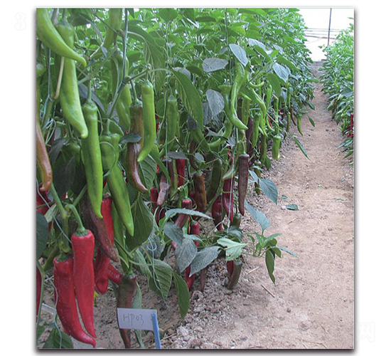 ����-�����N��-�����o�N��