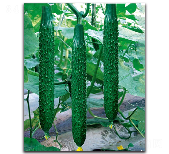 ����1̖-�S�ϷN��-��ľ�N��