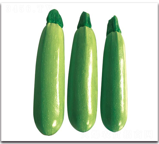 壽科1號-西葫蘆種子-三木種苗