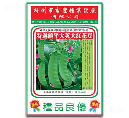 大紅花豆-花豆種子-吉豐種業