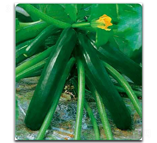 SA03-�����J�N��-�G�x�N�I