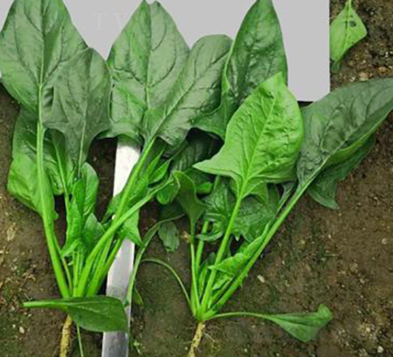 705-���˷N��-�G�x�N�I