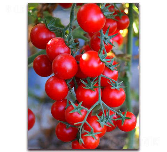 TM808-���ѷN��-�G�x�N�I