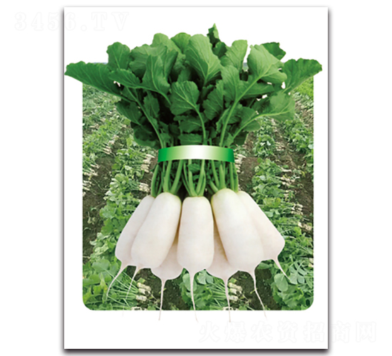 �r�Ґ۶�̖-�}���N��-���}�r�I(y��)