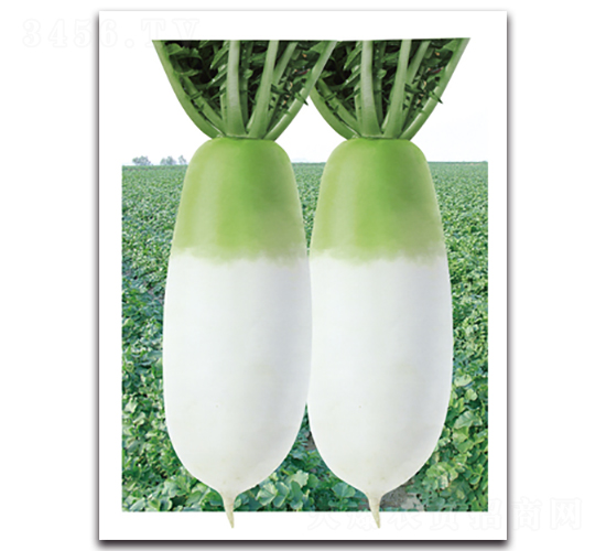 大綠新王子-蘿卜種子-金脈農業