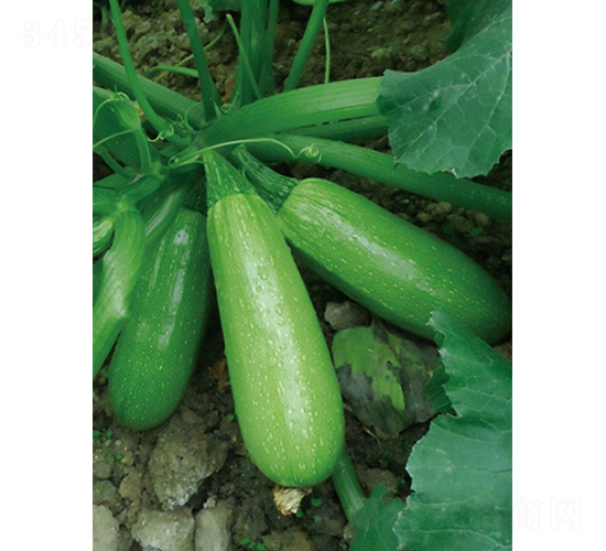 寒帥5號-西葫蘆種子-沃爾農業(yè)
