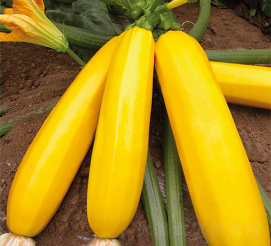 沃爾金黃-西葫蘆種子-沃爾農業