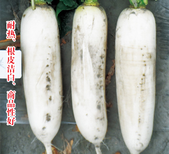 �׸���-�}���N��-�֠��r�I