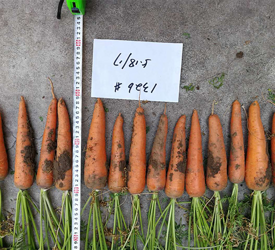 HY1326-���}���N��-���S�r�I