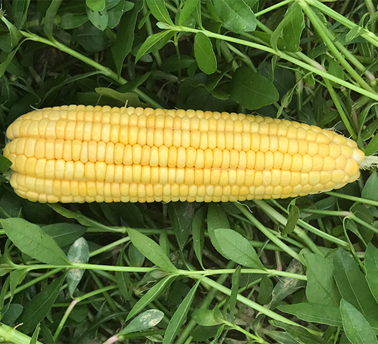 �S��1̖-���׷N��-���S�r�I