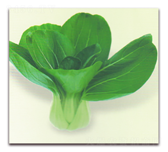 冬王青梗菜-青梗菜種子-科翔種業(yè)