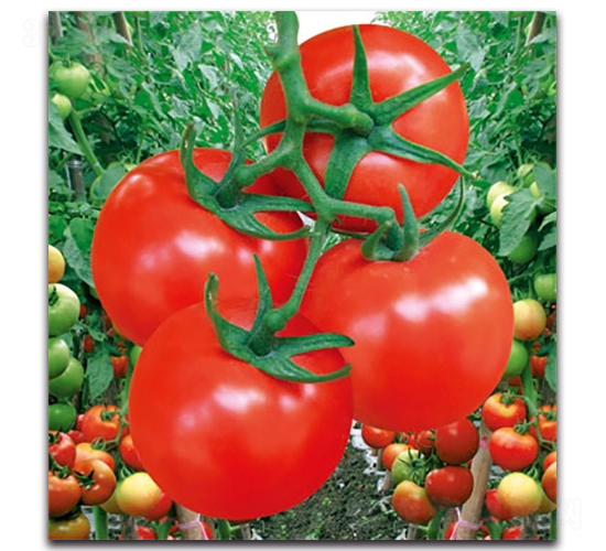 紅力大紅番茄-番茄種子-科翔種業