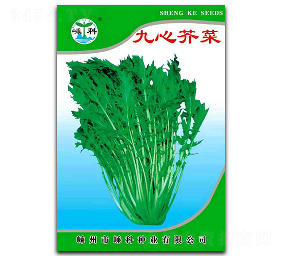 九心芥菜-芥菜種子-嵊科種業